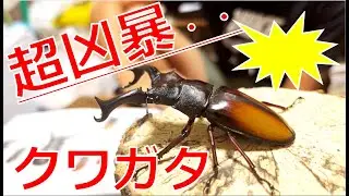 手に負えない凶暴クワガタ