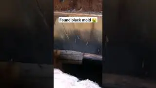 Found black mold inside mobile home attic #homeimprovement #mobilehome #mobilehomerenovation