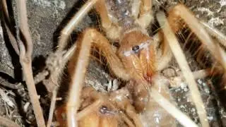 Daesiidae -sarıkız  b&ouml;ceği - kendi t&uuml;r&uuml;n&uuml; yerken-camel Spider