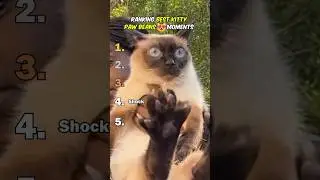 Ranking Best Kitty Paw Beans Moments