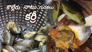 Kolleru very wild fish curry.never seen this curry in world.u must watch it