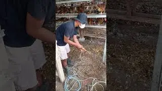 Begini cara membasmi serangga di kandang ayam petelur,  #farming #layinghens #peternak #ayampetelur