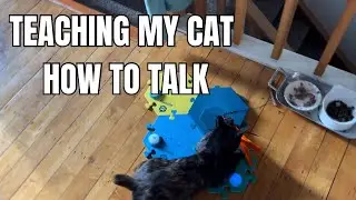 I&rsquo;m Teaching My Cat How to Talk: Modeling Words with Buttons