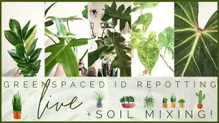 Greenspace.ID Repotting & Soil Mixing LIVE