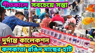 Galiff Street Aquarium Fish Price | Wholesale Price Aquarium Fish Market | Galiff Street Fish Market