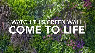 COMING TO LIFE || Our green wall installations made simple & easy!