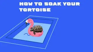 How to Soak Your Tortoise