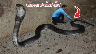 🐍 😱 राति सुत्ने कोठा भित्र भेटियो खतरनाक कोब्रा साँप। Cobra snake rescue in Nepal 