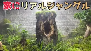 【クワリウム】特大水槽に生きた植物だけでジャングル作ってみた