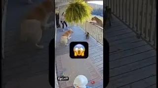 Hero Dog Saves family from dangerous mountain Lion 🦁 😱 #RealLifeHero #CCTVFootage #DogSavesFamily