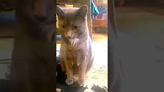 Editing my Cats! 🐈&zwj;⬛🐈&zwj;⬛