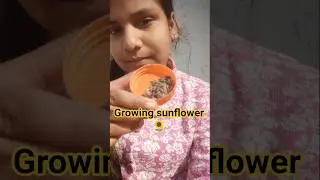 8/30 gardening minivlog🌱 growing sunflower🌻#plants#sunflower#gardening