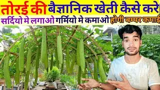 तोरई की खेती कैसे करे/torai ki kheti kaise karen/spong gourd pharming/फुल जानकारी/#kishanmedia 