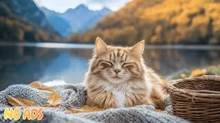 12 Hours Of Anxiety Relief Music for Cats 🐱 Calm Healing for Stress & Sleep 🌿 No Ads