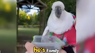 Watch This Neglected Cockatoo Melt the Moment He Finds a Loving Family ❤️🦜 | Tails_h2me