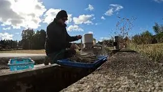 2024 Japanese Farm Fall Harvest Part 3