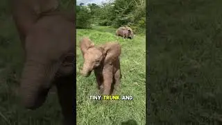 Top 3 🏆 cute animals#animals#shortvideo #shorts
