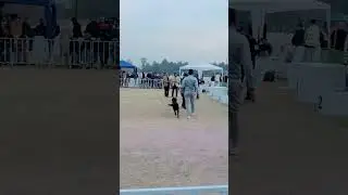 Top Dogs in Action | Highlights from the Ultimate Dog Show | Unforgettable Dog Show Moments | Lebra