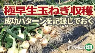 大きく育った玉ねぎ収穫。例年以上によくできた極早生玉ねぎ。来年の比較参考にするため栽培過程を記録しておきます。4/17