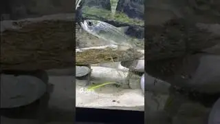 TARPON INHALES FISH! #shorts