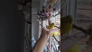 eat😀 flaster! faster! #budgie #feedingbird #budgies #birds #parakeet #pets #parrot #parrots #funny