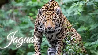 Animals for kids | Jaguars | Wildlife for kids | Nature Lovers
