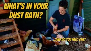 Baths Are A MUST for Healthy Happy Chickens!