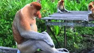 Old World Monkeys Vs. New World Monkeys
