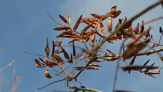 Where are the dogberries? Why those familiar red berries are scarce on many St. John's branches