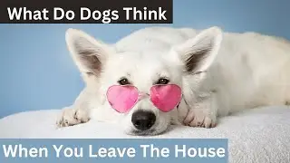 what do dogs think when you leave the house
