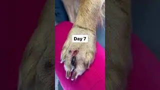 Treating Max with STELFONTA&reg;!