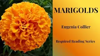 The Day She Grew Up | Understanding MARIGOLDS | Eugenia Collier | READING | Summary | Analysis