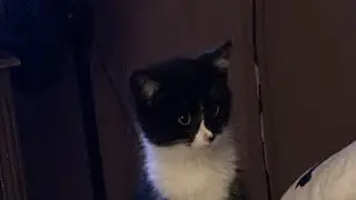 Cat stories about momma and life