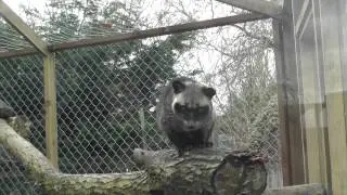 Asian Palm Civet, Axe Valley Wildlife Park (14th December 2014)