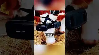 Why Are Cows Wearing VR? 🤯