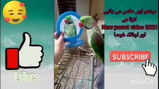 😂Mithu Parrot Talking With Mirror|Funny My Talking Parrot Video2025#watchhours #viral#likesubscribe 
