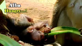 No Milk! Alba Hungry Extremely..! Alba Eat Something Into Stomach Instead Milk, Alba Face So Sadly