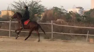 Best riders horse riding noida Delhi ncr good for risings full canter horse master ridin club school