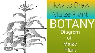 Hidden Secrets of Drawing Maize Plant | @eduartgrow