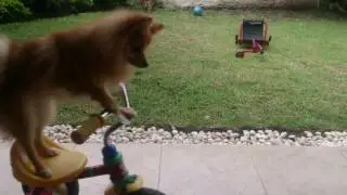 Hachi el perro del triciclo