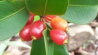 fruta rica em fonte de licopeno um poderoso antioxidante  Eugenia punicifolia,pitanguinha l