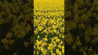 Daffodils fields in the Netherlands 🌼🌼#daffodils #netherlands #shorts