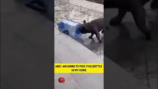 THIRSTY PUPPY