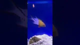 #shorts BEAUTIFUL Lyretail Hogfish