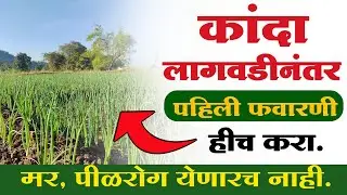 कांदा पिकासाठी पहिली फवारणी | kanda pahili favarni | kanda mar rog niyantran 🔥🧅