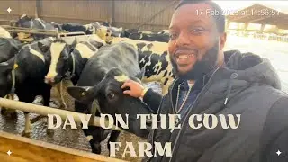 A day at the cows farm at arla