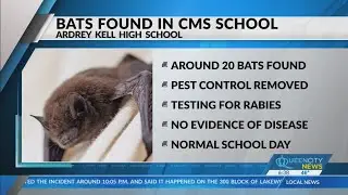 Roughly 20 bats found at Ardrey Kell High School: CMS