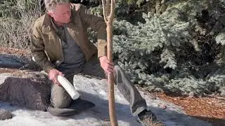 Tree Guards and Rodent Bait