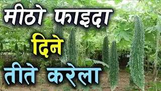 तीते करेलाले दिने मीठो फाइदा !! 'Karela' ! HEALTH TIPS
