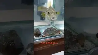 [サザナミフグ]ふぐこと大きすぎるカニ #フグ #アクアリウム